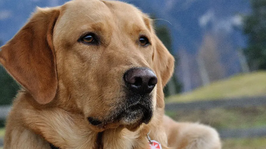 Labrador Retriever dog quality photo for Instagram 4K