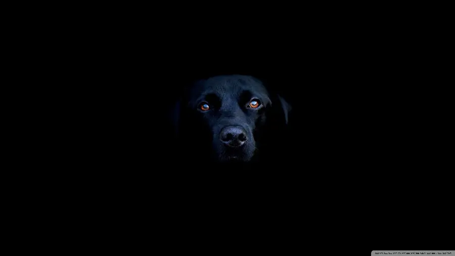 Cool profile picture of a black dog on a black background for desktop 