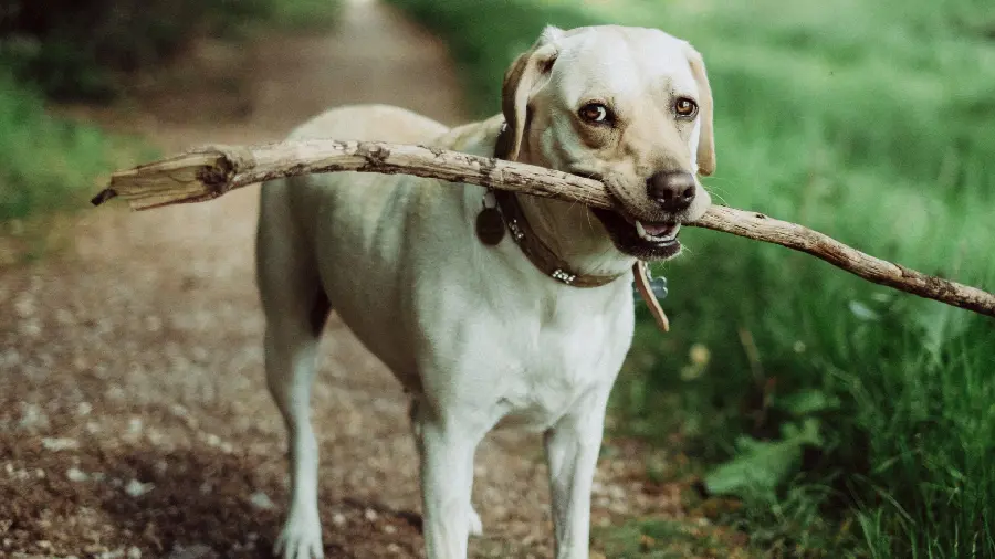 4K quality photo taken of a Labrador Retriever