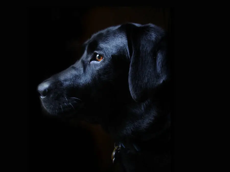 Download Stunning Black Dog Desktop Background