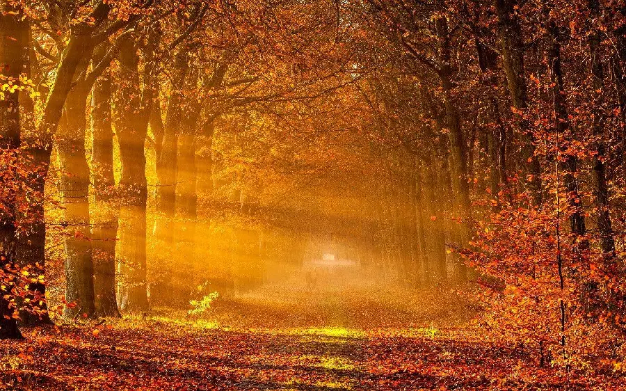 Autumn silence and peace photo