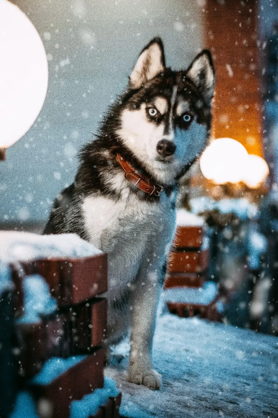 A stunning looking husky wallpaper for iPhone