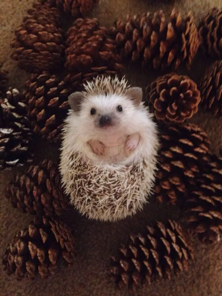 Dreamy background photo of a baby hedgehog Beside the beautiful pines