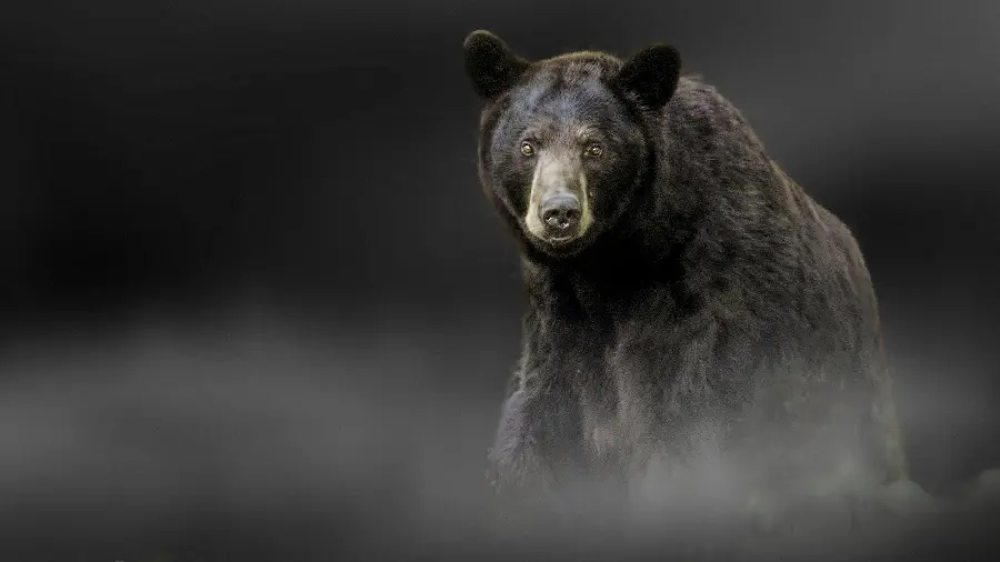 American black bear HD photo