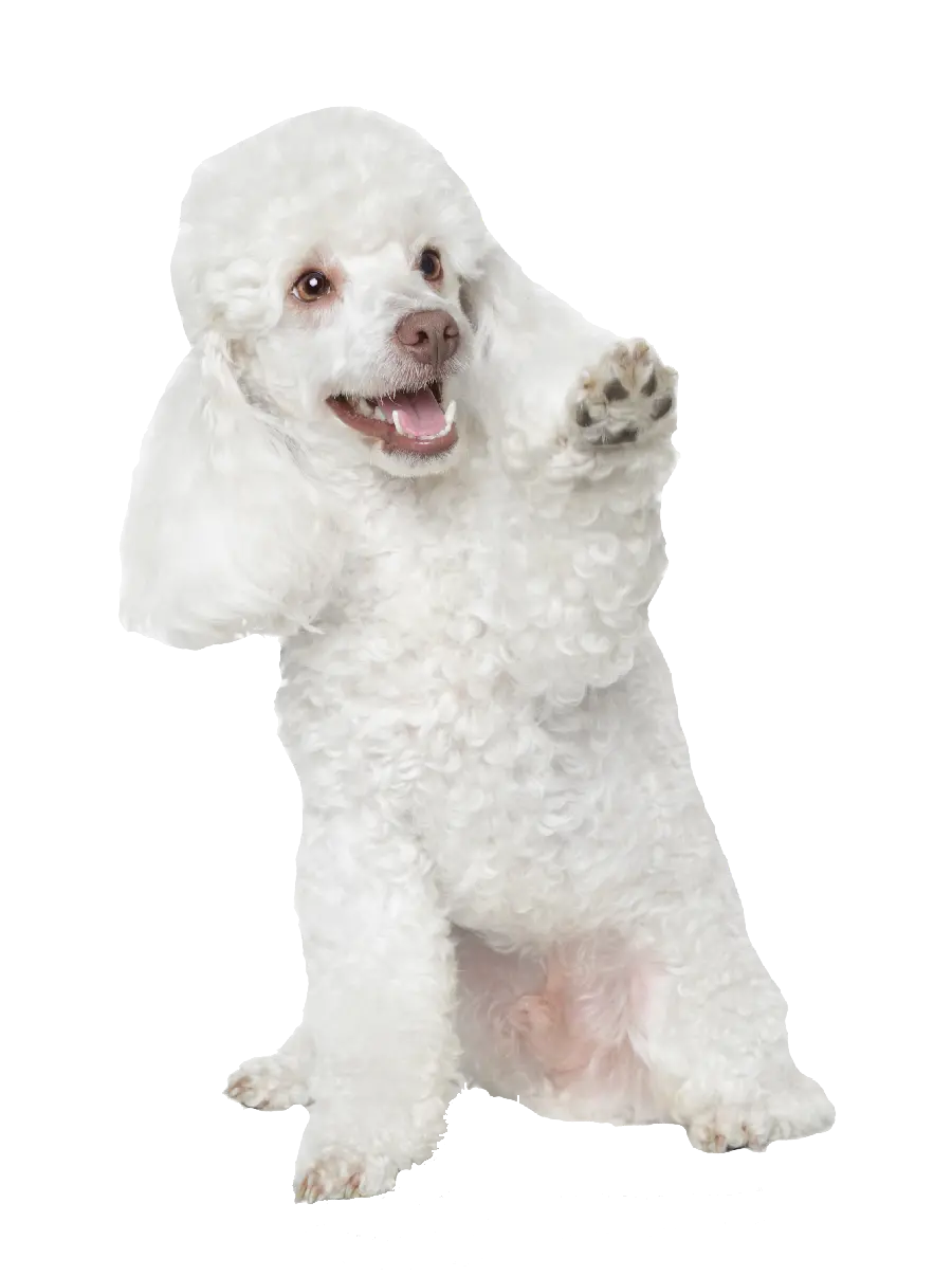 Real dog wallpaper of a cute white Poodle PNG
