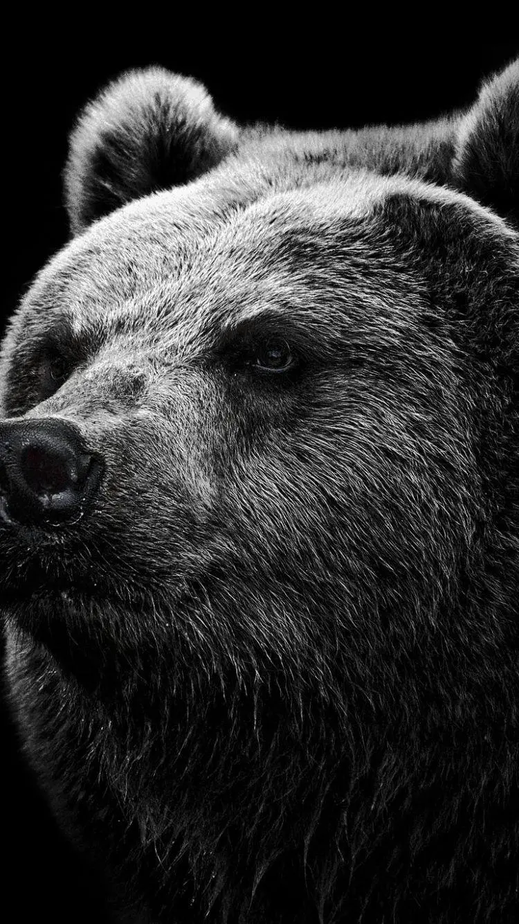 A Very Beautiful and Spectacular Profile Picture of a Bear with a Black and White Theme HD for Your Phone