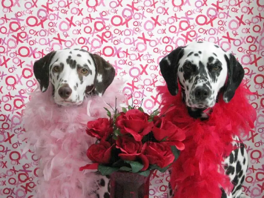 Dalmatian Spotted Dog Background Photo with Valentine's Theme