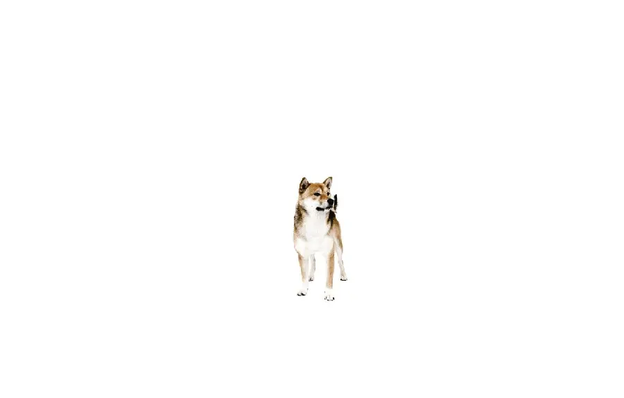 Minimalist Dog Wallpaper for Desktop and Laptop