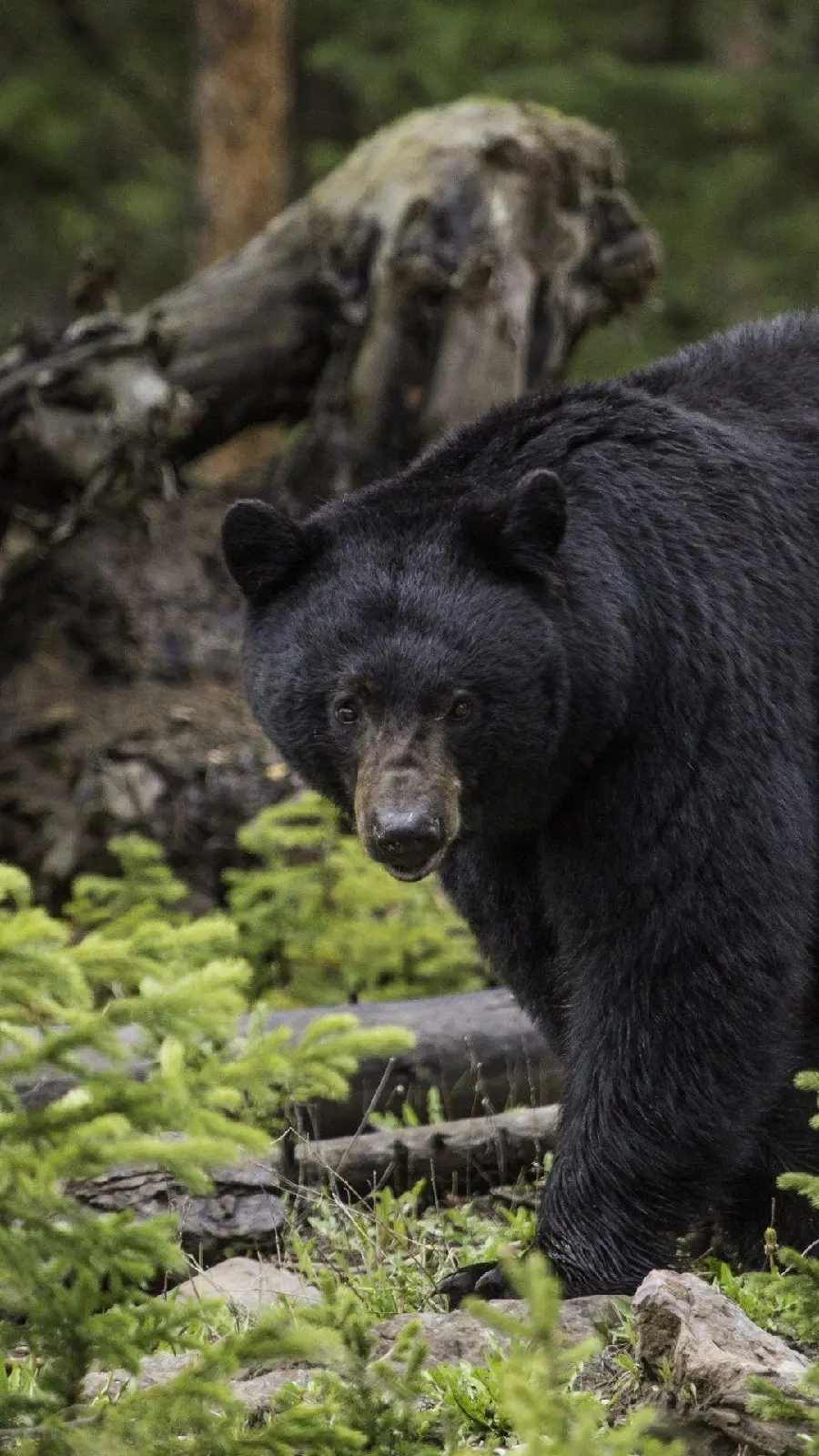Stylish and wonderful wallpaper for your phone HD of a real black bear