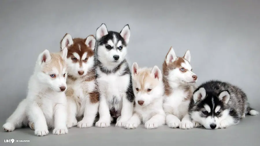 Husky Puppies Wallpaper for Desktop Background