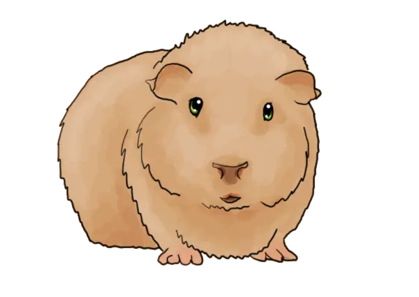 Cool profile picture of a guinea pig for cyberspace in PNG format