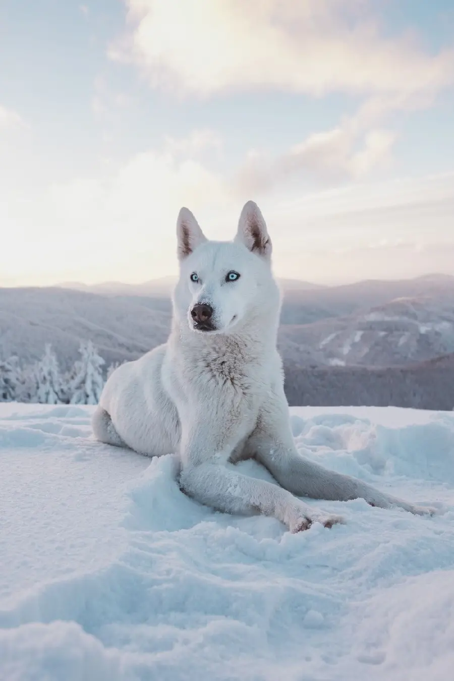 Unique White Husky Background for iPhone 