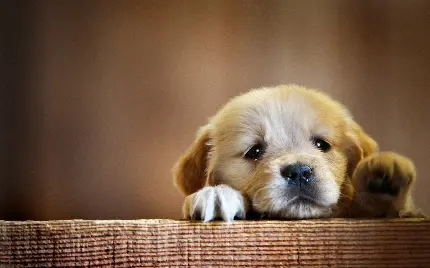 Download free HD dog wallpapers for desktop - 50 premium images