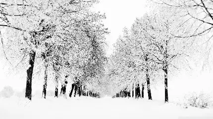 Download winter wallpaper photos in HD quality