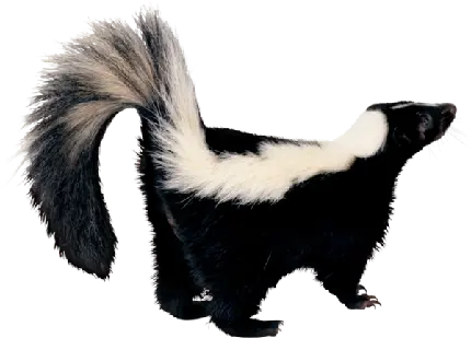 Free Download High Quality Skunk PNG Images Without Background