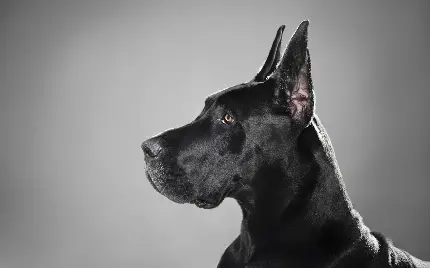 Black dog pictures high quality beautiful images free download