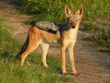 Premium jackal photography collection - Free high-res downloads