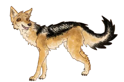 Jackal PNG images with transparent background - Free download