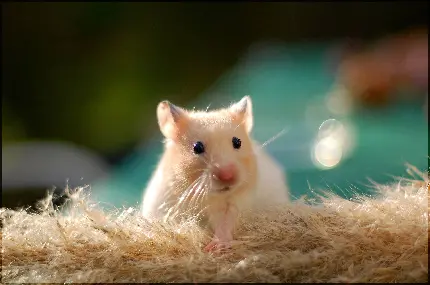 HD Baby Mouse Pictures for Free Download