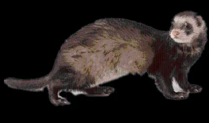 Free PNG cutout images of otters - High quality transparent background