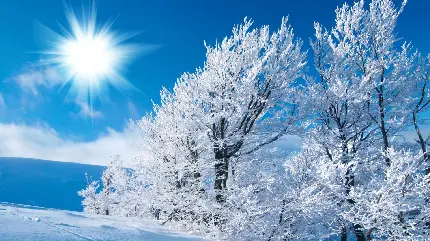 Attractive winter photos for mobile and computer