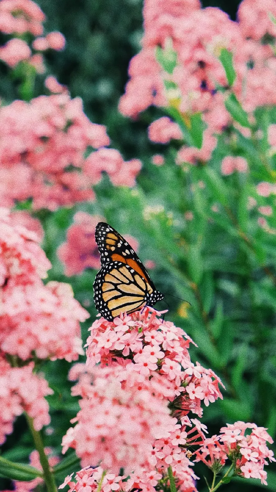 Pink flower and butterfly photo for profile