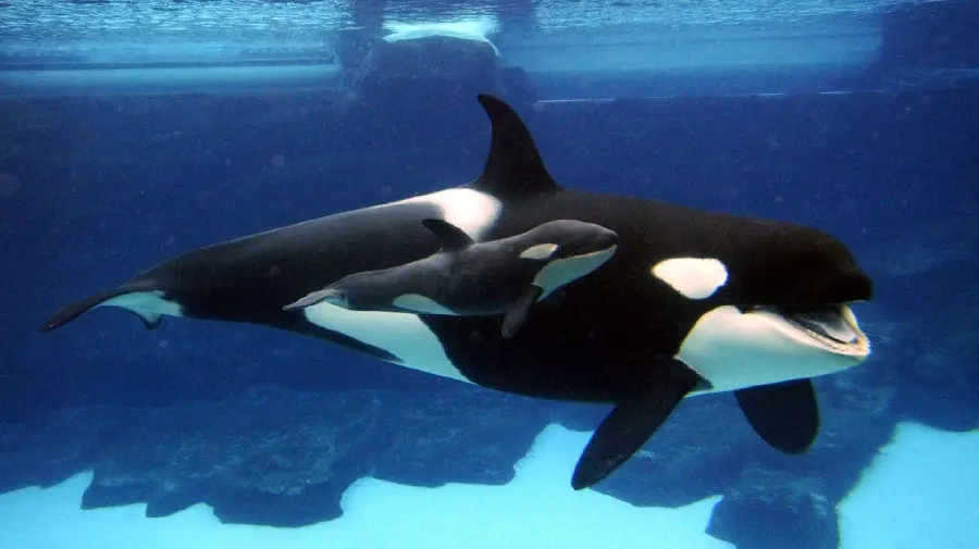 Real killer whale high-quality photo