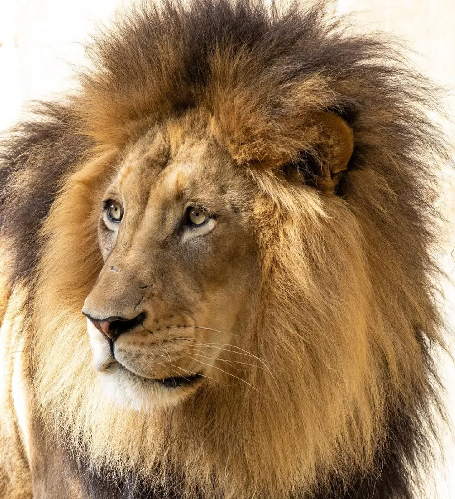 New Wallpaper of the Lion King of Animals in High Quality