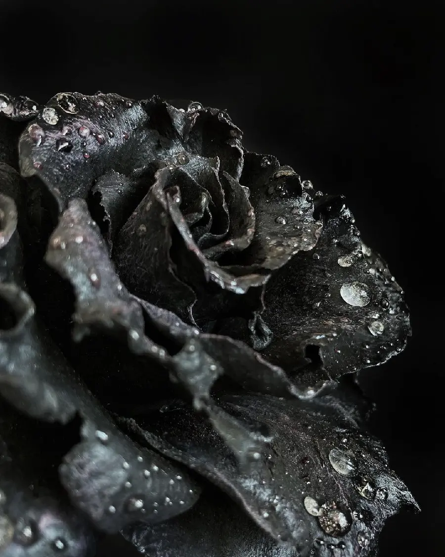 Black Rose WhatsApp Profile Picture