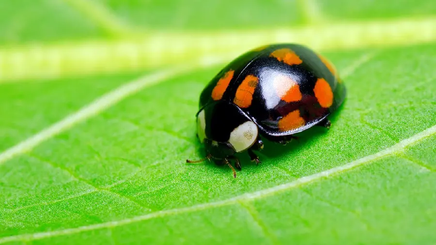 Beautiful Ladybug Pictures - Perfect for Girls Profile