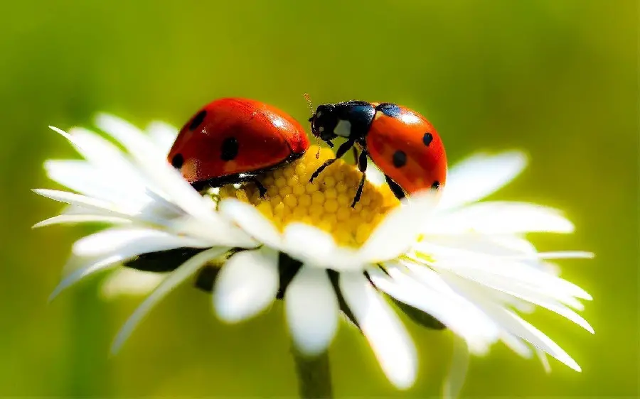Beautiful Ladybug on Flower - Perfect Profile Picture