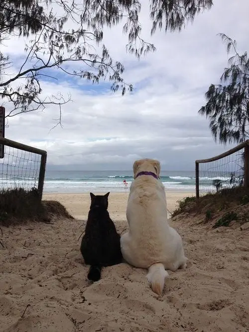 Black and White Dog With Cat Photo Showing Contrast