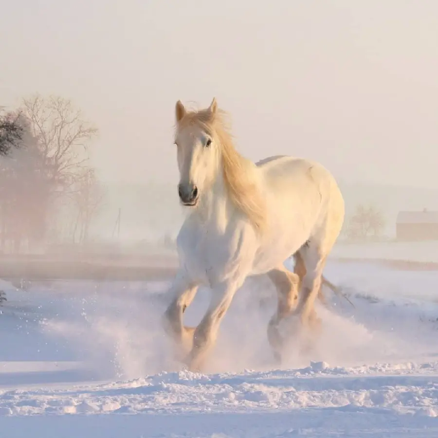 Unique White Horse Background for Special People