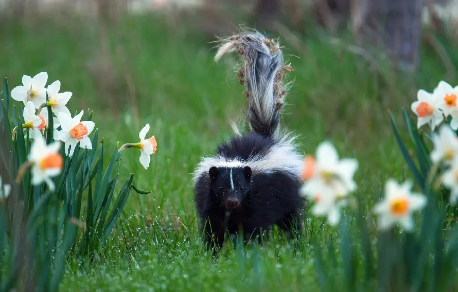 Smelly Weasel Photo Download