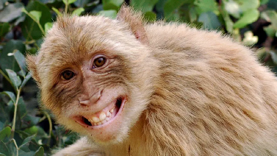 Beautiful Cute Monkey Best Quality Photo