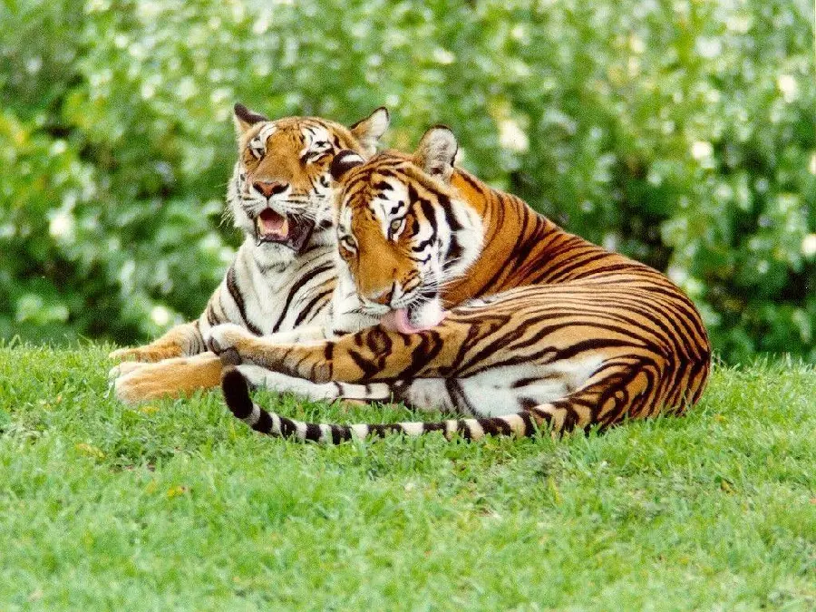 Bengal Tiger HD Photo Premium Striking Markings