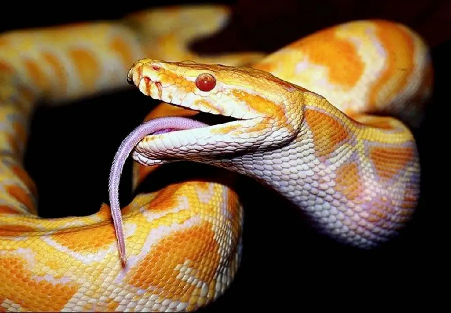 Green Non Venomous Snake HD Photo