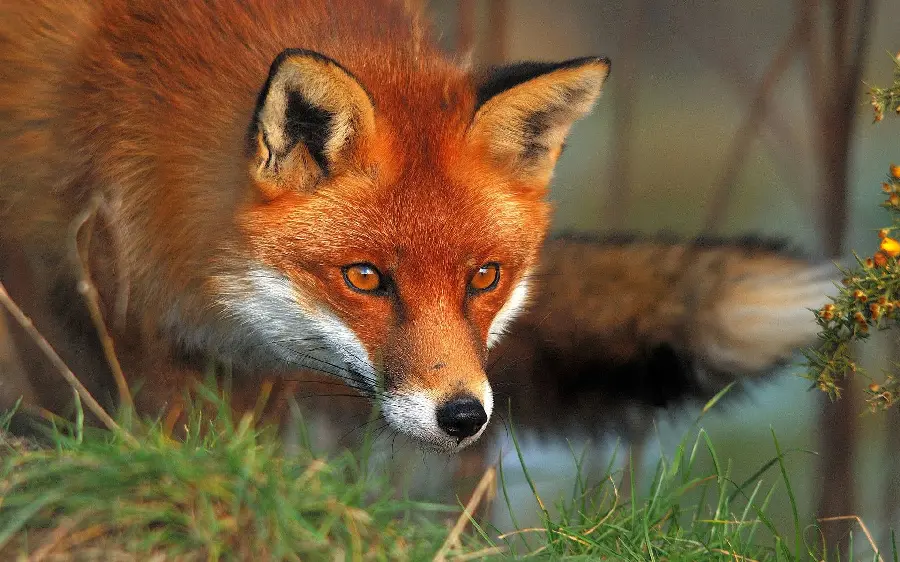 Real Red Fox High-Resolution Photo 2025