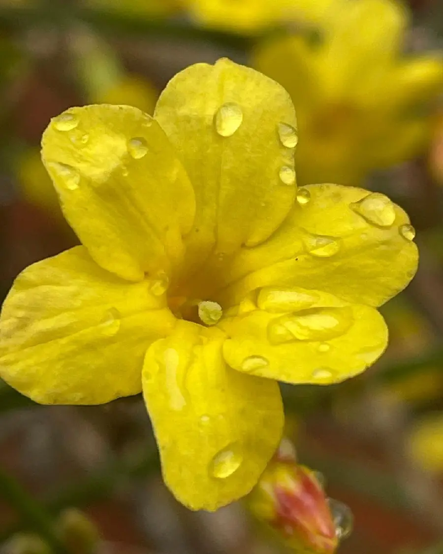 Photo of Beautiful Yellow Flower for Telegram and Instagram Profile