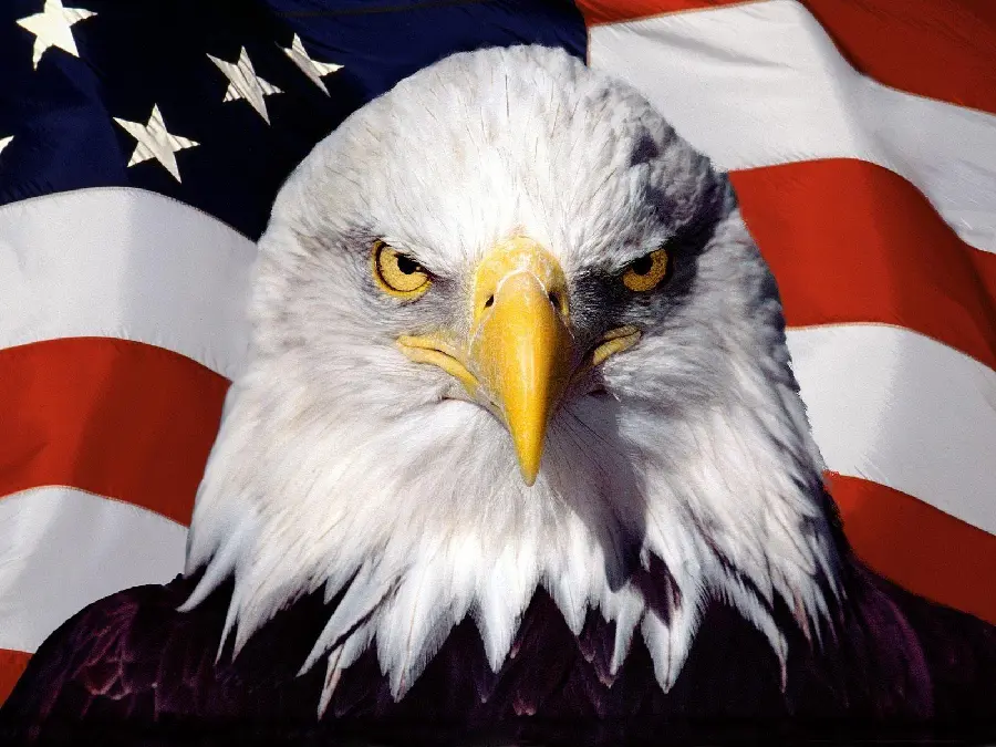 Eagle with American Flag Photo Symbolizing Freedom