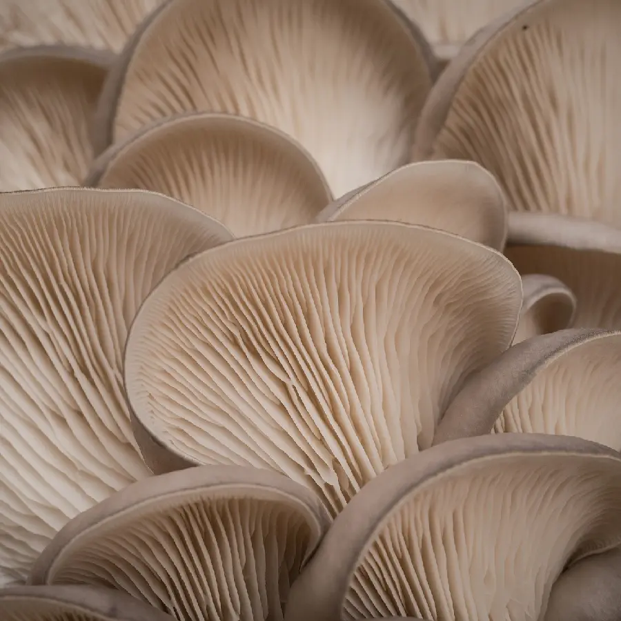 Oyster Mushroom Photo Angel Wings
