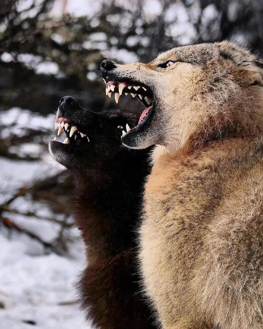 Best Quality Wild Wolves Pack Wallpaper With Cultural Facts