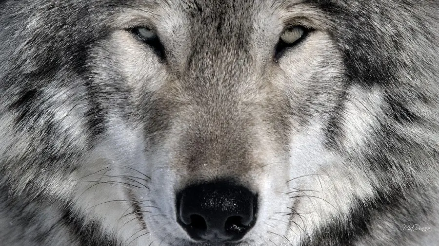 Close Up Wolf Photo Detailed Facial Features