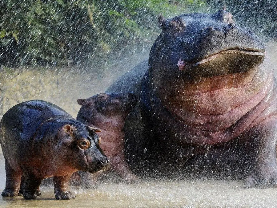 Hippo Profile Picture and Wallpaper High Res Image