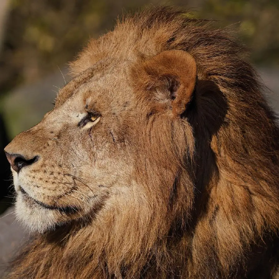 Most Beautiful Background of the Powerful Lion King of the Jungle