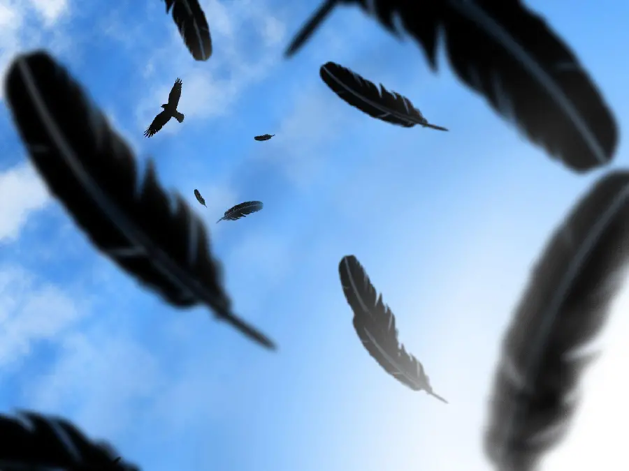 Crow Feather Close-Up for Profile Picture
