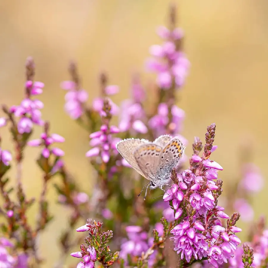 Butterfly Perched On Flower High Quality Nature Photo