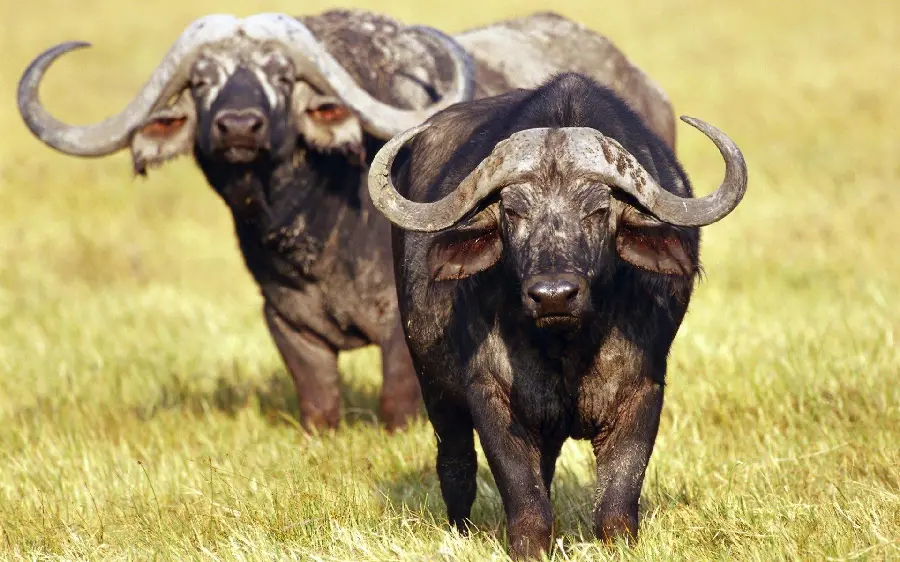Detailed High Quality Image Of Wild Buffalo With Distinct Features