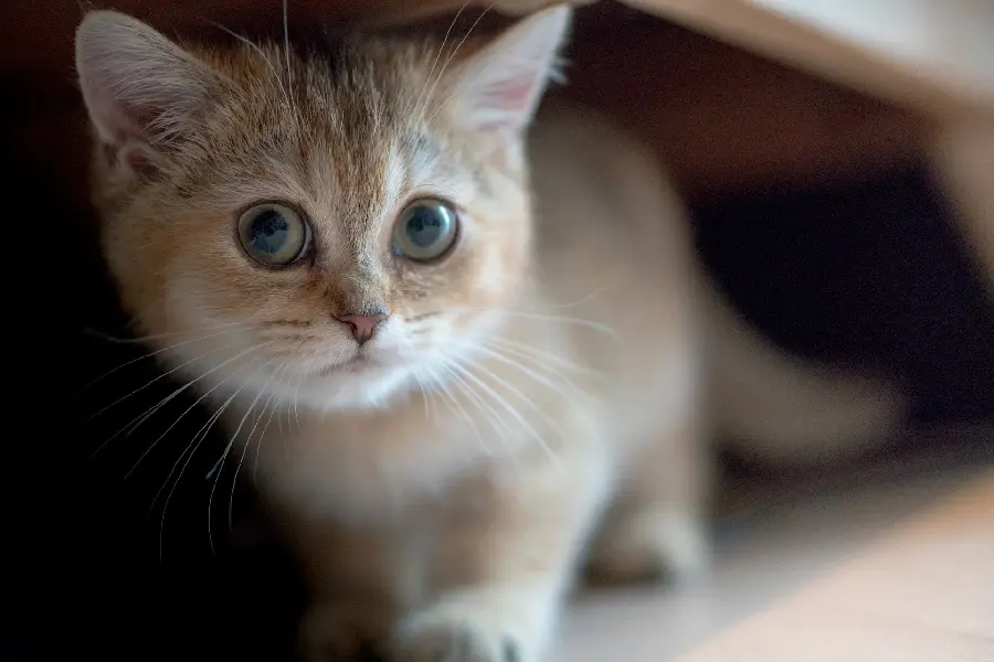 High Quality Funny Cute Cat Profile Picture