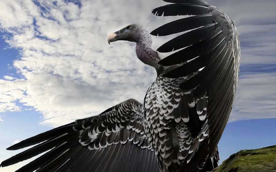 Condor Bird Background Wallpaper HD Quality